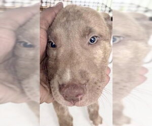 American Pit Bull Terrier-Black Mouth Cur Mix Dogs for adoption in Houston, TX, USA