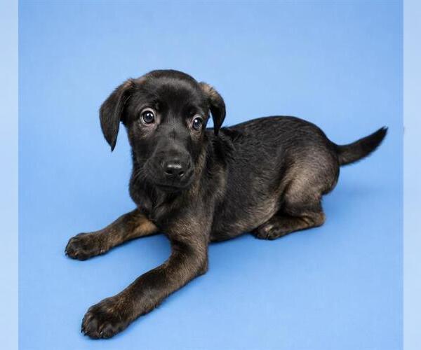 Medium Photo #2 Mutt Puppy For Sale in HESPERIA, CA, USA