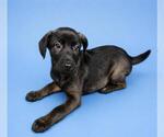 Small #1 Mutt