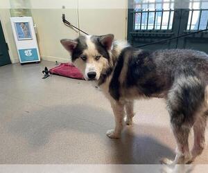 Siberian Husky Dogs for adoption in Pasadena, CA, USA