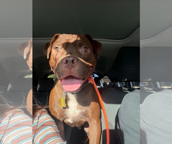 Medium Photo #7 American Pit Bull Terrier-Unknown Mix Puppy For Sale in Sandy, UT, USA