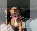 Small #6 American Pit Bull Terrier Mix