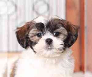 Shih Tzu Dog for Adoption in NAPLES, Florida USA