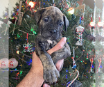 Puppy 7 Bullmastiff