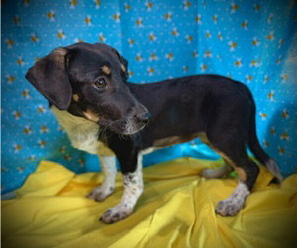Medium Photo #3 Dachshund-Unknown Mix Puppy For Sale in Pleasanton, TX, USA