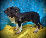 Small #2 Dachshund Mix