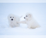 Small #15 Maremma Sheepdog