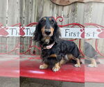 Small #1 Dachshund