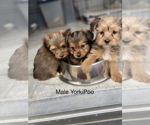 YorkiePoo Puppy for sale in GREENVILLE, NC, USA