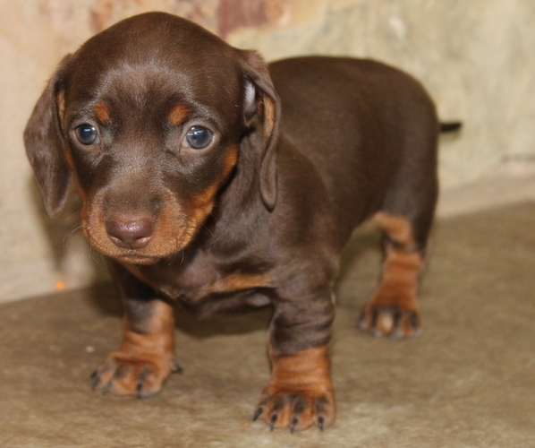 Medium Photo #1 Dachshund Puppy For Sale in LEDBETTER, TX, USA