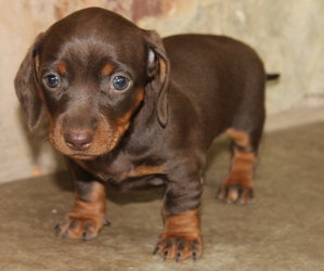 Dachshund Puppy for sale in LEDBETTER, TX, USA