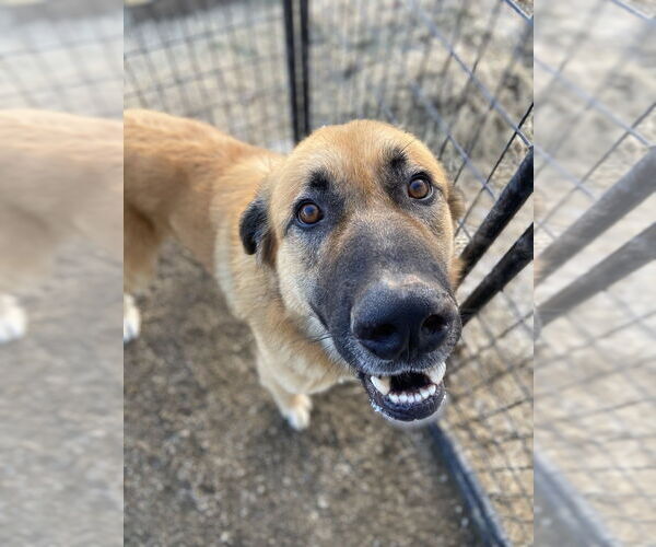 Medium Photo #3 Mutt Puppy For Sale in Evansville, IN, USA