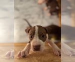 Small Photo #13 American Staffordshire Terrier Puppy For Sale in WALDORF, MD, USA