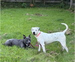 Small #11 American Pit Bull Terrier-Labrador Retriever Mix