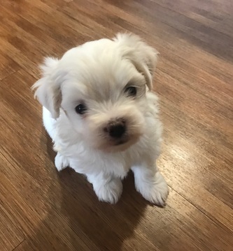 Medium Photo #1 Maltese Puppy For Sale in VIRGINIA BEACH, VA, USA