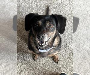 Chiweenie Dogs for adoption in Frisco, CO, USA