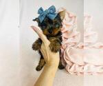 Small #18 Maltese
