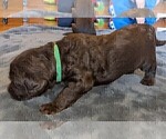 Small Photo #4 Labradoodle Puppy For Sale in JOPLIN, MO, USA