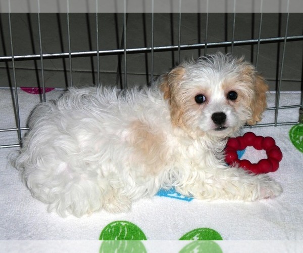 Medium Photo #9 Cavachon Puppy For Sale in ORO VALLEY, AZ, USA