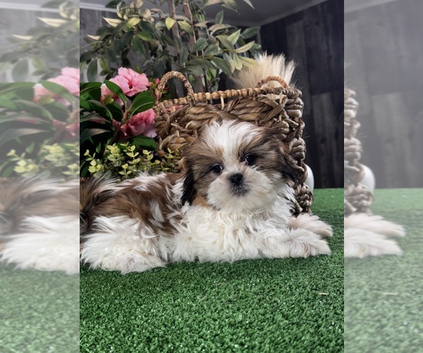 Medium Photo #1 Shih Tzu Puppy For Sale in CANOGA, NY, USA