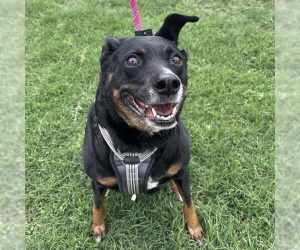 Medium Photo #1 Labrador Retriever-Unknown Mix Puppy For Sale in San Antonio, TX, USA