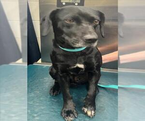 Labrador Retriever-Unknown Mix Dogs for adoption in Mobile, AL, USA