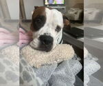 Small #29 Boxer Mix