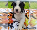 Small #8 Border Collie