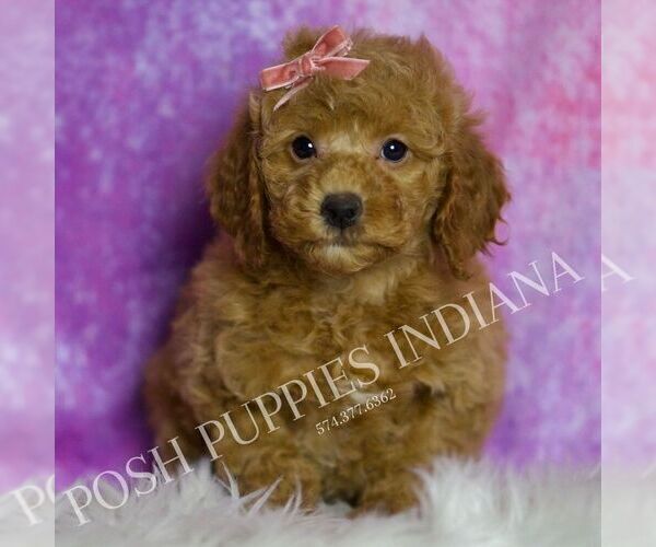 Medium Photo #21 Goldendoodle (Miniature) Puppy For Sale in WARSAW, IN, USA