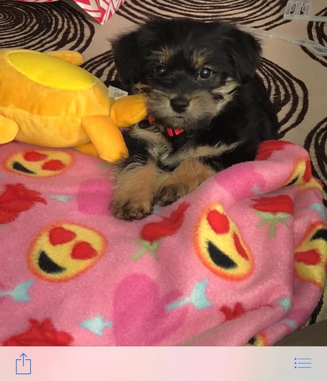 Medium Photo #1 Yorkie-Apso Puppy For Sale in WATERFORD, MI, USA