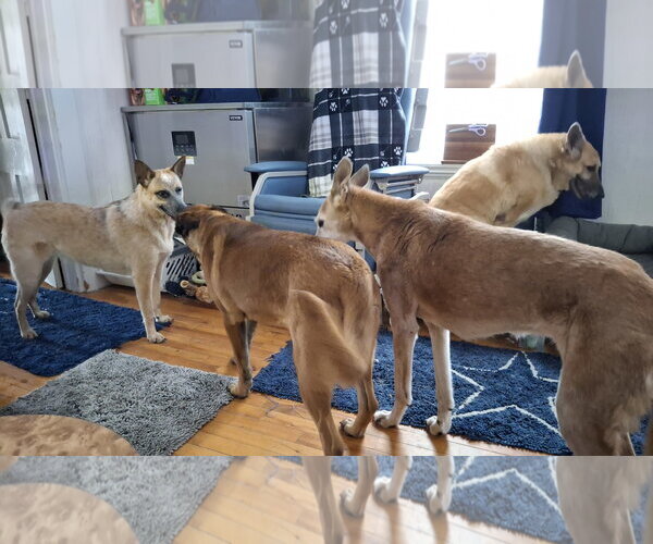 Medium Photo #14 Mutt Puppy For Sale in Sebec, ME, USA