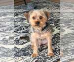 Small Silky Terrier Mix