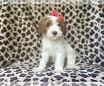 Small #5 Cavapoo