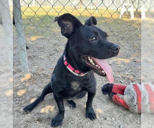 Medium Photo #2 Labrador Retriever-Unknown Mix Puppy For Sale in Conroe, TX, USA