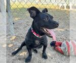 Small Photo #2 Labrador Retriever-Unknown Mix Puppy For Sale in Conroe, TX, USA