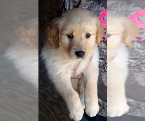 Golden Retriever Puppy for sale in RICHLANDS, NC, USA