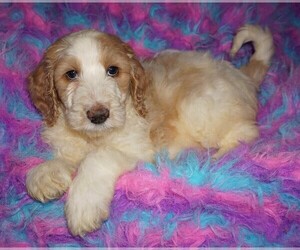 Labradoodle Puppy for sale in LA HABRA, CA, USA