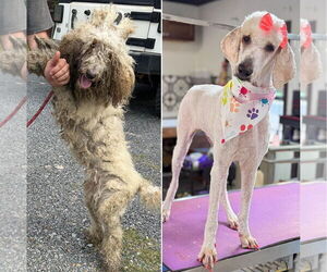 Goldendoodle Dogs for adoption in Benton, LA, USA