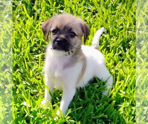 Mutt Dogs for adoption in Denton, TX, USA