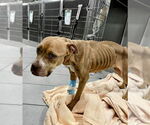 Small #1 American Staffordshire Terrier Mix