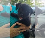 Small Border Terrier Mix