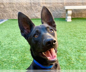 Mutt Dogs for adoption in Moreno Valley, CA, USA