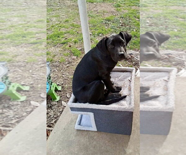 Medium Photo #3 Mutt Puppy For Sale in Boston, MA, USA