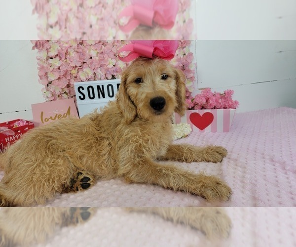 Medium Photo #2 Labradoodle Puppy For Sale in COLLEGE STA, TX, USA
