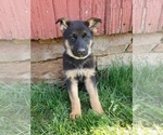 Small #1 German Shepherd Dog