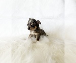 Small #3 Chihuahua