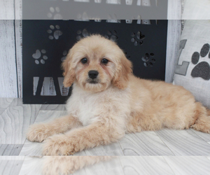 Goldendoodle (Miniature) Puppy for sale in MARIETTA, GA, USA