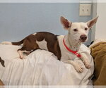 Small #1 Chihuahua Mix