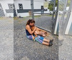 Small #3 American Pit Bull Terrier Mix