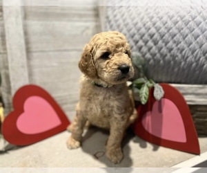 Medium Goldendoodle